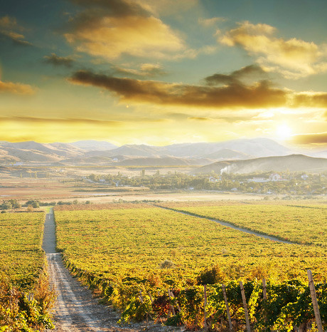 台稜是精緻農業市場的好戰友